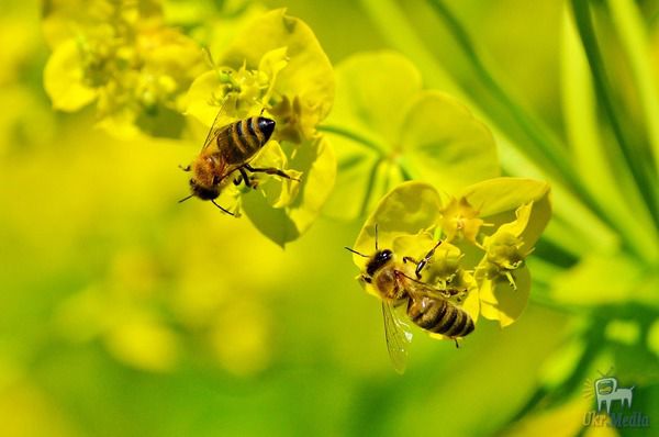 Народні прикмети на 2 липня – день Зосіми і чому жалять бджоли. Згідно давнім повір'ям, саме день Зосіми був найспекотнішим протягом усього року.