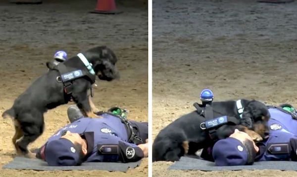 Поліцейський пес Пончо «спас» життя офіцерові, зробивши йому масаж серця. Цікаве відео!