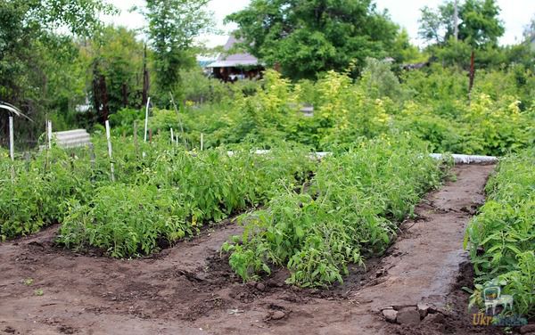 Що необхідно зробити в саду та городі в липні. Триває збір врожаю пізніх сортів суниці.