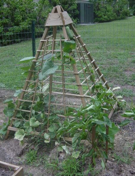 Великий урожай огірків з пірамідою вам забезпечений! Городникам на замітку. Урожай огірків виявився більше в кілька разів.