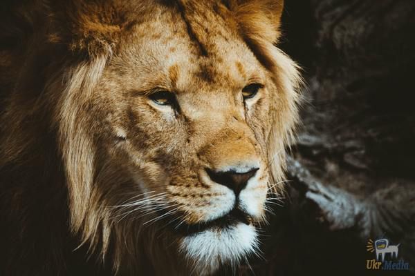 У ПАР леви з'їли мисливців на носорогів. Браконьєри в заповіднику натрапили не на тих тварин.