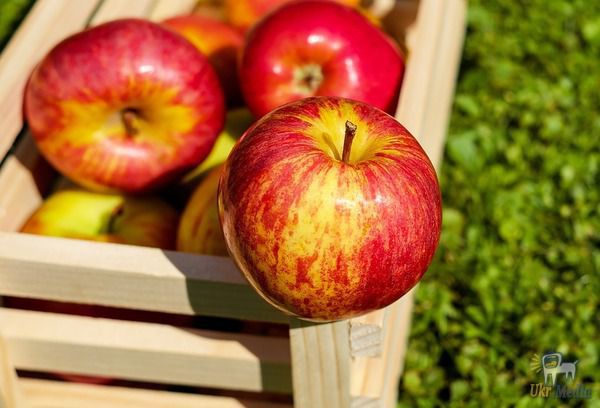 На українських ринках вже з'явилися ранні яблука. Раннє яблуко по 8-10 грн/кг, а залишки торішнього врожаю фермери готові віддавати по 7 грн/кг.