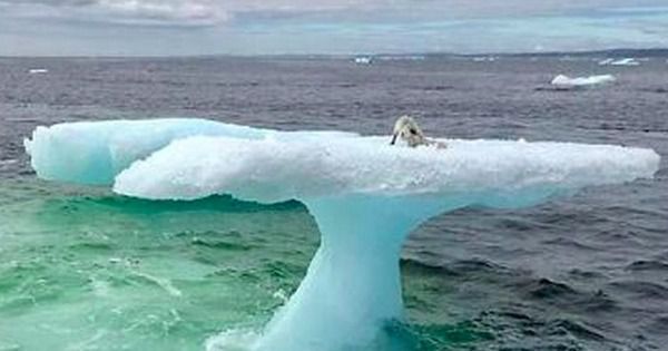 Рибалки подумали, що знайшли тюленя, який пливе на айсбергу, але потім вони підпливли ближче. Вони явно не очікували такого.