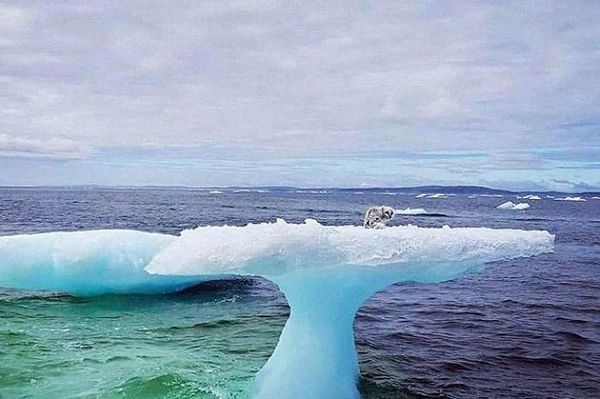 Рибалки подумали, що знайшли тюленя, який пливе на айсбергу, але потім вони підпливли ближче. Вони явно не очікували такого.