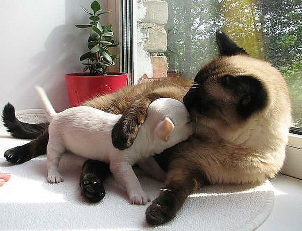 Ну і собаку купили ... йди сюди, бідолаха, пожалію!. Чудова добірка тварин - друзів!