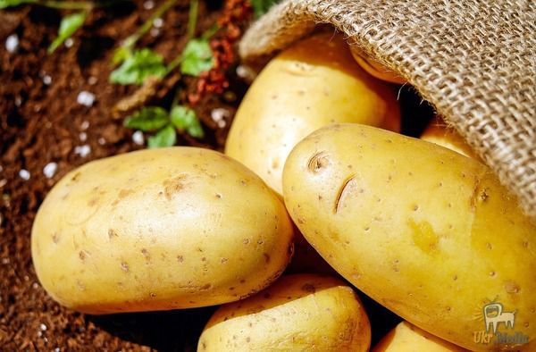 Україна втричі збільшила експорт картоплі. Головним ринком збуту української картоплі залишається Білорусь.