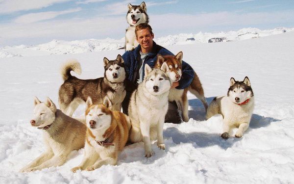 Реальна історія "Білого полону". Справа була в 1956. Перша японська наукова експедиція була послана на Південний полюс. Для цього вони взяли з собою 22 їздові собаки породи хаскі, в числі яких виявилися два брати.