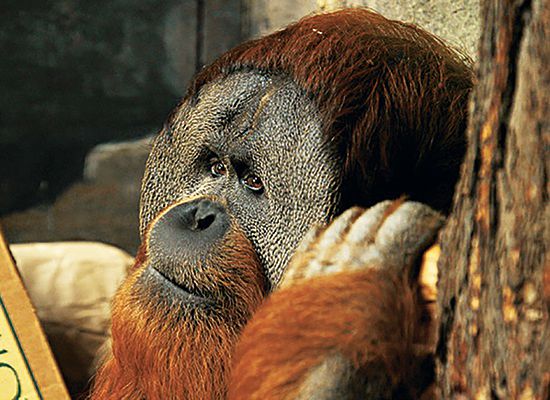 На радість зоологам: 5 довгожителів тваринного світу. Минулого тижня не стало відразу двох знаменитостей зі світу тварин.
