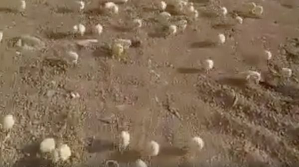 У Грузії на смітник викинули тисячі яєць. А потім з них вилупилися курчата. Видовище шокувало місцевих жителів.