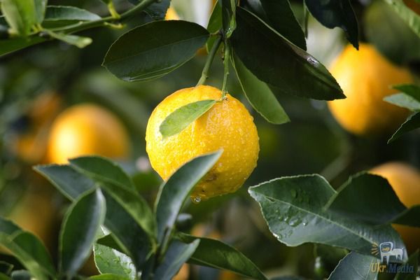 7 дивовижних варіантів використаня лимона про які я б і не здогадалась. Лимон є одним із найпоширеніших цитрусових фруктів.