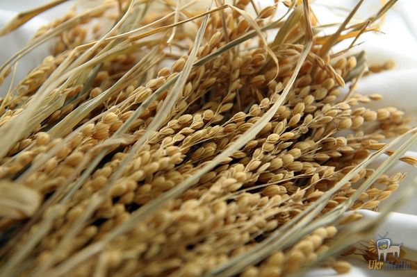 Рис став найприбутковішою культурою для українських фермерів. За останні 5 років, рис приносив фермерам 7 тис. грн прибутку в розрахунку на гектар.
