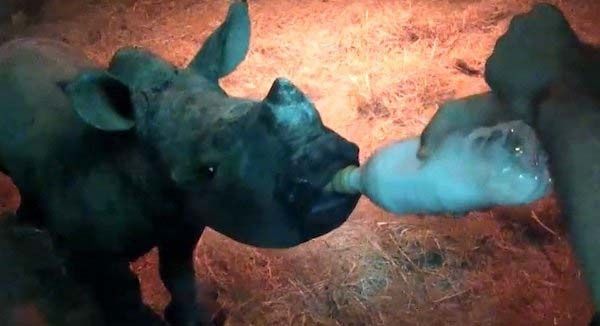 Історія про порятунок вбитого горем дитинча носорога, знайденого біля тіла вбитої мами. Чорний носоріг буквально знищується браконьєрами, які вбивають невинну тварину, заради видобутку рогу.