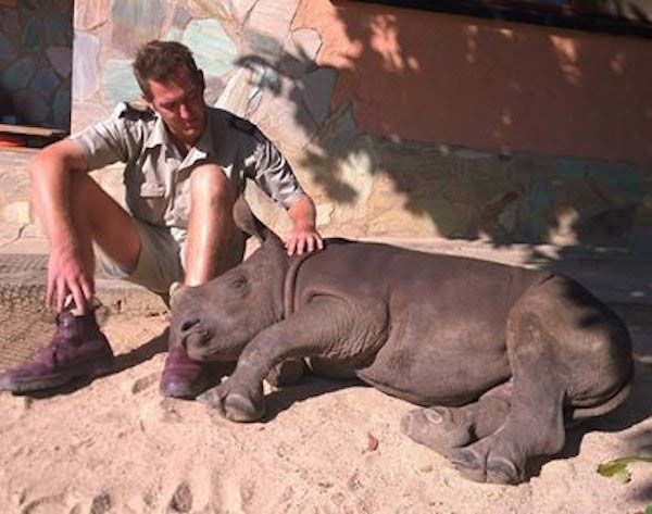 Історія про порятунок вбитого горем дитинча носорога, знайденого біля тіла вбитої мами. Чорний носоріг буквально знищується браконьєрами, які вбивають невинну тварину, заради видобутку рогу.