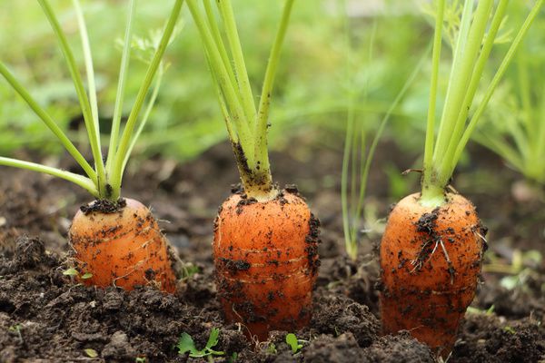 Ця порада допоможе вам зберегти хороший врожай моркви. Як позбутися від листоблішки на моркві.