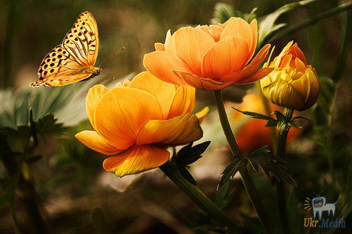 5 послань, які Всесвіт відправляє вам через метеликів!. Давайте подивимося на ці 5 послань, які відправляє вам Всесвіт.