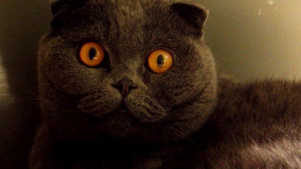 Кіт дивиться фільм жахів і це реально смішно. А як ваші коти реагують на фільми жахів? Кіт з Атланти ось так!