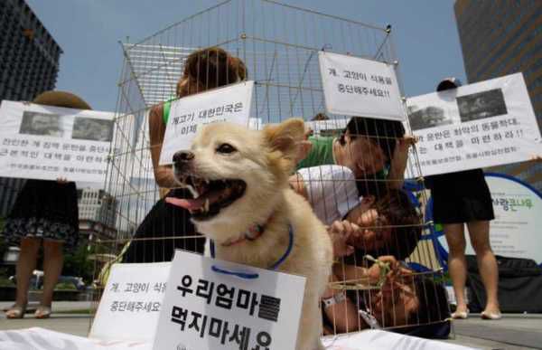 Суд у Південній Кореї постановив незаконним вбивати собак для їжі. Нарешті пухнасті улюбленці будуть у безпеці.
