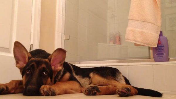 Собака підспівує господареві у ванній. Це треба чути!. Вірний друг вивчив весь репертуар господаря. Дивіться відео.