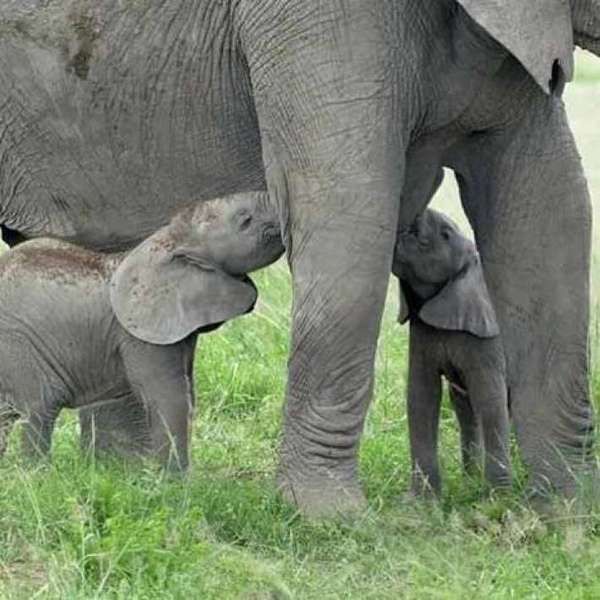 У Кенійському національному парку вперше за сорок років народилися слоненята-близнюки. Народження кожен раз сприймається як диво, особливо, якщо такі випадки не зовсім звичайні.
