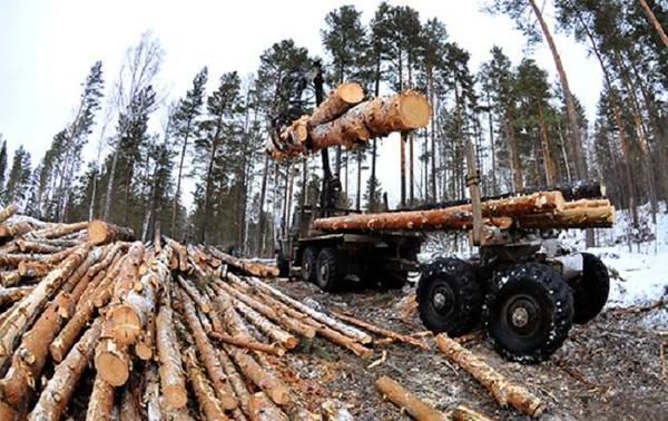 Український ліс незаконно рубають і вивозять шаленими темпами до Європи. В ЄС надходить не тільки незаконно вирубана, але і незаконно експортована деревина, у тому числі і той самий ліс-кругляк, експорт якого в Україні під мораторієм.