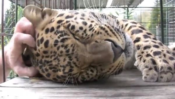 Він просунув руку в клітку з леопардом. У те, що сталося далі, неможливо повірити!(відео). Кішки завжди залишаються кішками, навіть такі великі і грізні, як леопард.