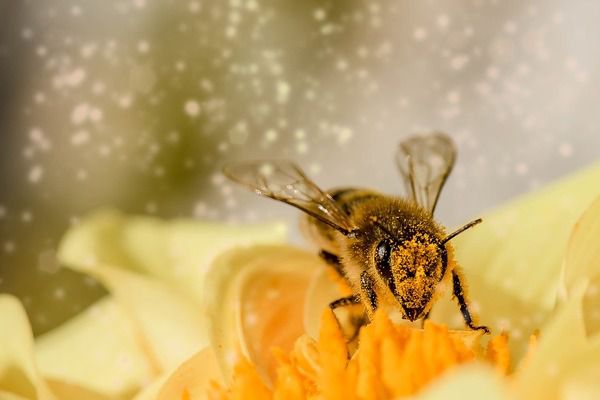Без меду та фруктів: що станеться, коли до 2035 році вимруть всі бджоли. Можете починати запасатися медом і варенням — до 2035 році на землі можуть зникнути всі бджоли.