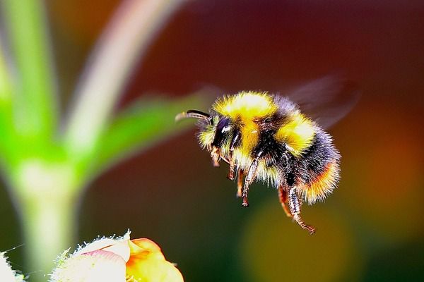 Без меду та фруктів: що станеться, коли до 2035 році вимруть всі бджоли. Можете починати запасатися медом і варенням — до 2035 році на землі можуть зникнути всі бджоли.