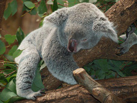 Вчені зробили несподіване відкриття про коал. Вчені розкрили дивовижну загадку про цих милих тварин.
