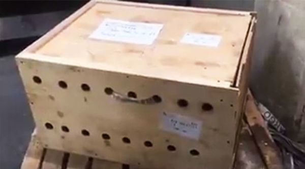 Після 7 днів в аеропорту працівники відкрили цю коробку. Те, що було знайдено - зачепило душу. Працівники навіть уявити не могли, що саме побачать у коробці.