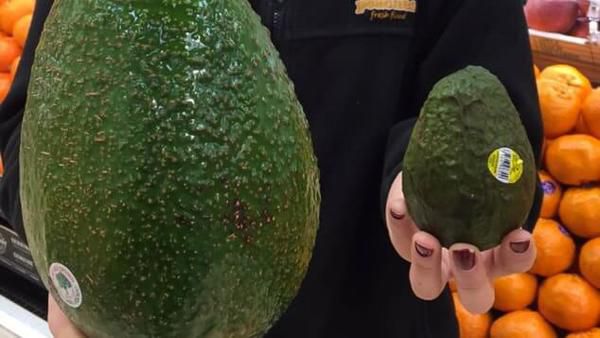 Фермери виростили авокадо розміром з людську голову. Гігантське авокадо.