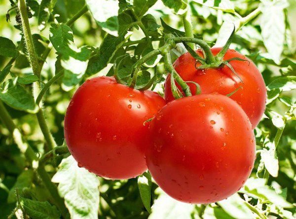 Чим помідори можуть допомогти курцям. Здорове життя.