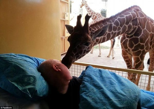 Прощальний поцілунок жирафа для вмираючого працівника зоопарку. Цей зворушливий момент стався в голландському зоопарку.