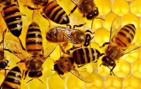 Пасічники втратили 120 мільйонів грн із-за масової загибелі бджіл. Комахи продовжують труїться пестицидами.