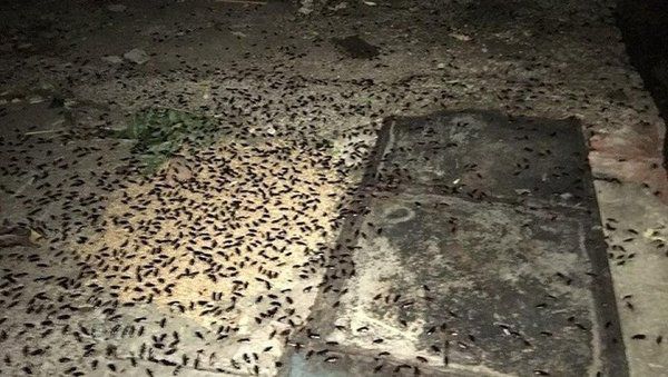 Казанські таргани не дають людям зайти в під’їзд