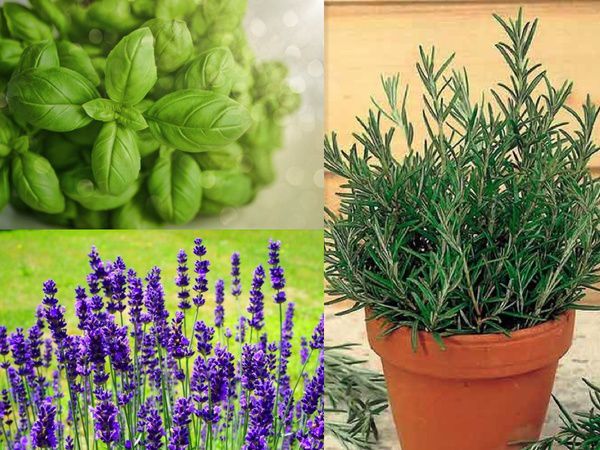 11 зелених антидепресантів у вашому будинку. Про користь кімнатних рослин можна говорити нескінченно.