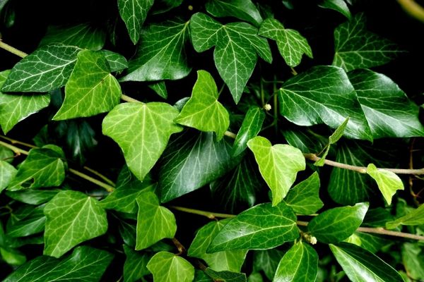 11 зелених антидепресантів у вашому будинку. Про користь кімнатних рослин можна говорити нескінченно.