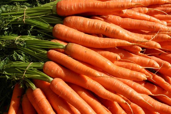 В Україні стрімко дешевшає морква. Аграрії південних областей відвантажують коренеплід по 10-15 грн за кг.