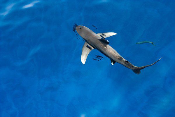 Через потепління 11 видів акул залишають тропіки і атакують курорти Європи. Серед них — білі і молотоголові акули!