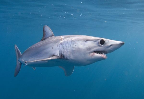 Через потепління 11 видів акул залишають тропіки і атакують курорти Європи. Серед них — білі і молотоголові акули!