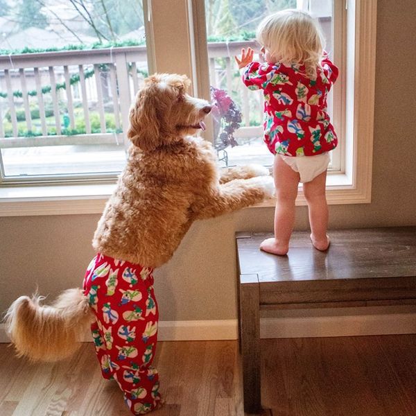 Зворушлива дружба прийомної дитини і його собаки по кличці Рейган. Хлопчик Бадді і його друг, чарівний лабрадудль по кличці Рейган, вже захопили Instagram. Фото.