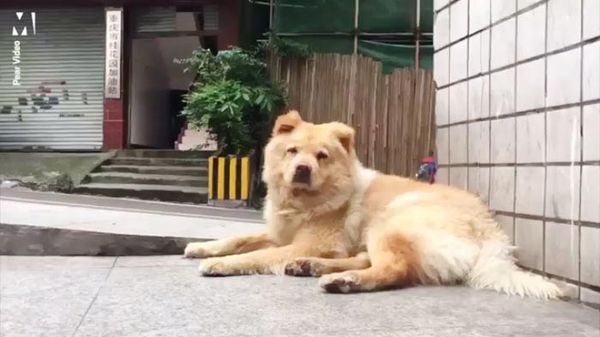 Щодня ця собака сидить на станції по 12 годин і чекає повернення свого господаря. Сучасний Хатіко.