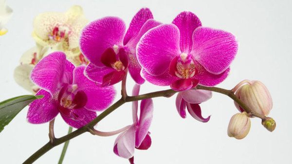 Щоб рясно цвіли орхідеї. Головний секрет пишного цвітіння орхідей - фірмова підгодівля.