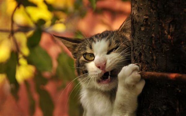 24 фото котиків за улюбленими заняттями. Ці фото піднімуть вам настрій за лічені секунди.