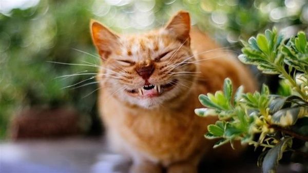 24 фото котиків за улюбленими заняттями. Ці фото піднімуть вам настрій за лічені секунди.