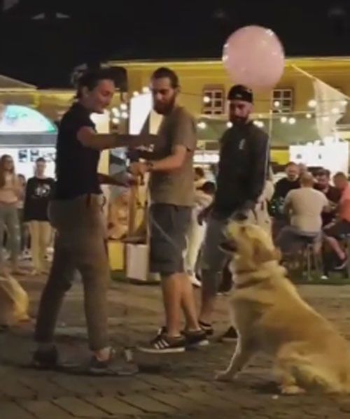 Господарі придумали незвичайну розвагу для своєї собаки (фото, відео). Житель Сібіу (Румунія), відправився на міський фестиваль, помітив незвичайну і цікаву сценку.