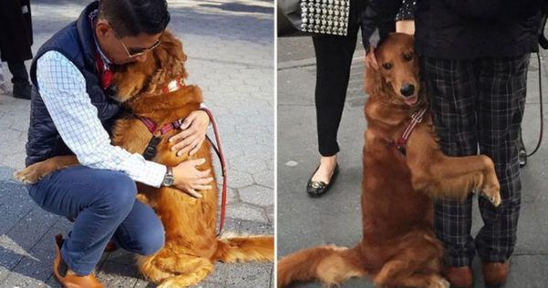 Ця історія про прекрасну собаку, яка сидить на розі вулиці і дозволяє всім незнайомцям обійняти себе!. У вас поганий настрій? Собака Лубі це виправить. Дивіться відео.