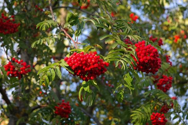 Якими магічними властивостями володіє червона горобина?. У давні часи люди вірили в магічні властивості різних рослин, у тому числі і такого широко розповсюдженого дерева, як червона горобина.