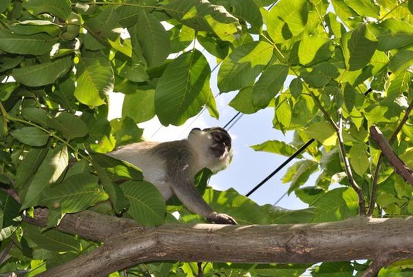 Під Одесою стадо зелених мавп тиждень тероризує селище. Не менше 9 тварин ласують яблуками і персиками на дачних ділянках одеситів.