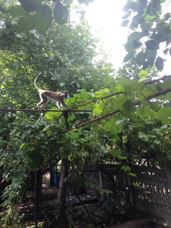 Під Одесою стадо зелених мавп тиждень тероризує селище. Не менше 9 тварин ласують яблуками і персиками на дачних ділянках одеситів.