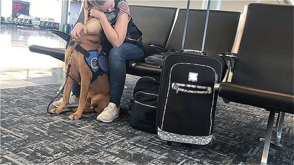 У дівчини стався напад панічної атаки в аеропорту, але собака знайшла спосіб її заспокоїти. Відео з реакцією вихованця на приступ дівчина поділилася на YouTube, і дуже скоро воно стало вірусним.